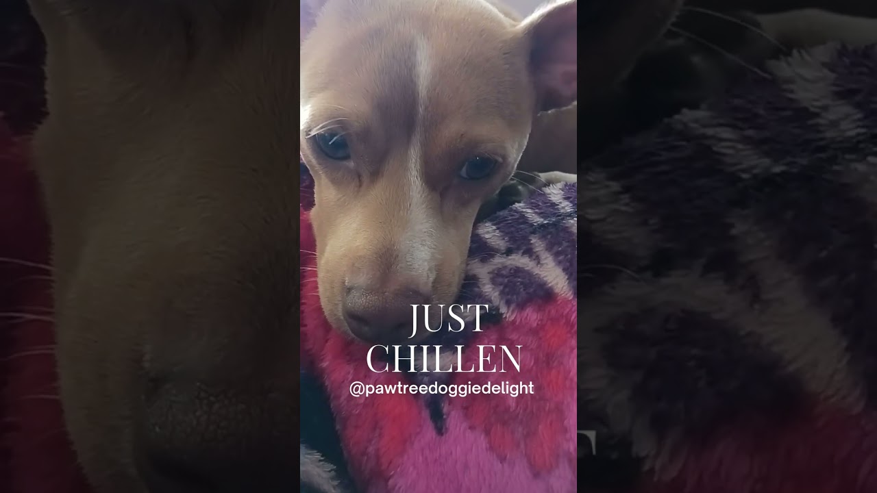 Bailey the ChillinDog: A Day in the Life of the Coolest Canine!