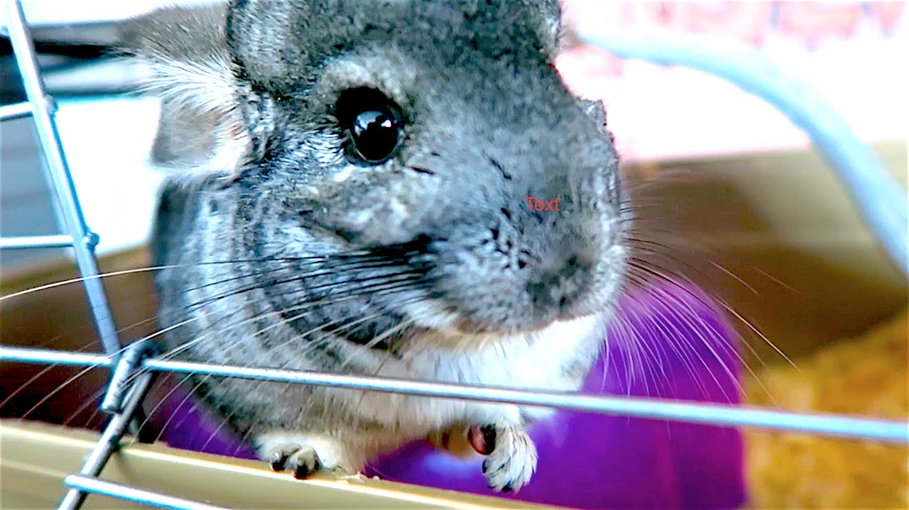 I LOVE MY CHINCHILLA!!