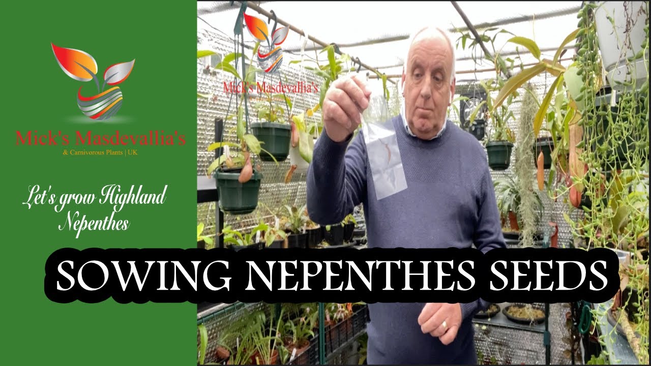 Sowing Nepenthes seeds from a pod. (97) Here in the UK, the easy way!