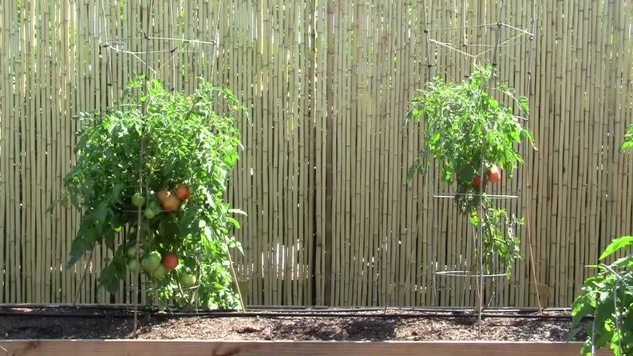 Introducing Bumper Crop Grafted Tomatoes
