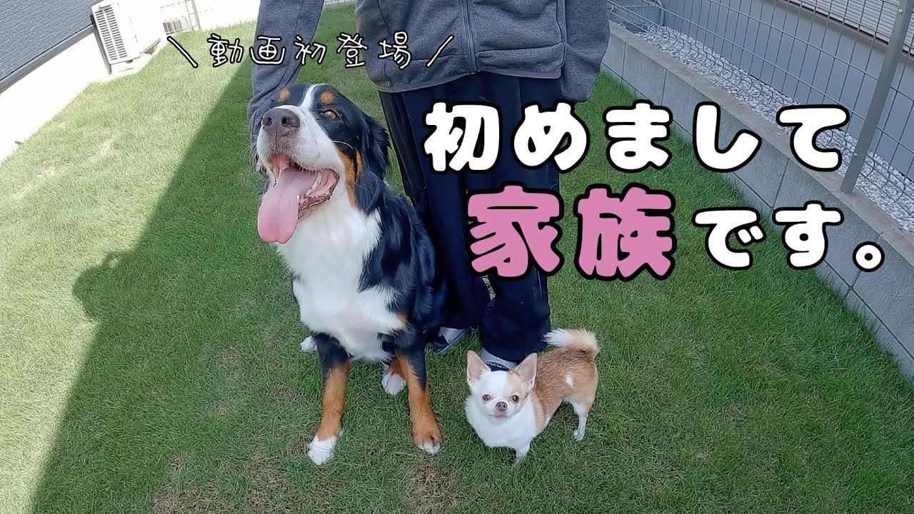 新しい家族ができました！
