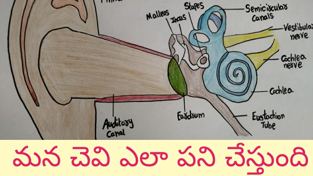 How Human Ear Work || Human ear structure and function || How can we Hear