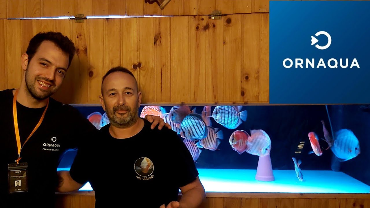 EXPORTADOR DE PECES DISCUS | ORNAQUA
