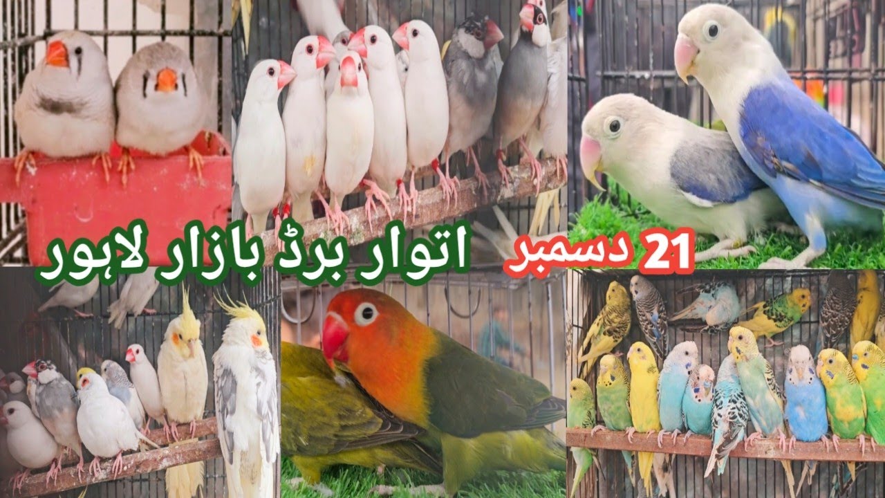 Lahore Birds Market | Sunday Birds Market Lahore Pakistan | Itwar Birds Bazar Lahore 