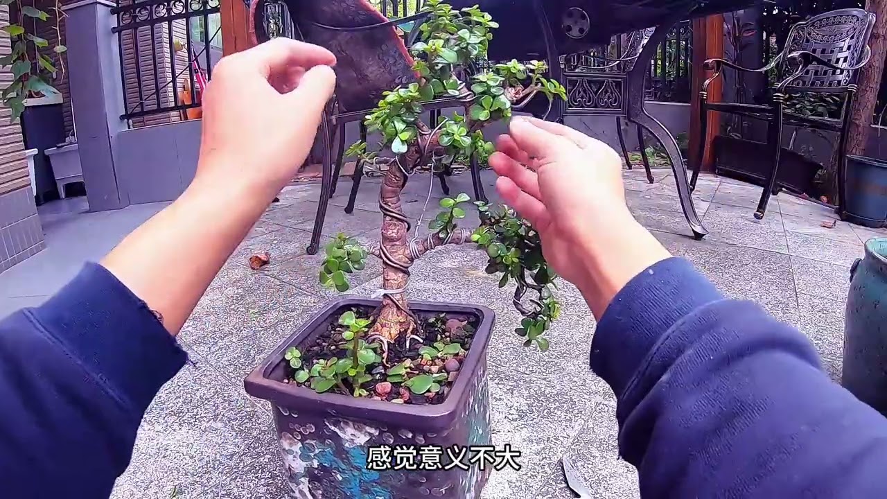 金枝玉叶当造型不满意的时候怎么办？一定是通过无数次调整得来的 #多肉植物 #养花小知识 #种植小技巧 #金枝玉叶 #好喜欢我的家