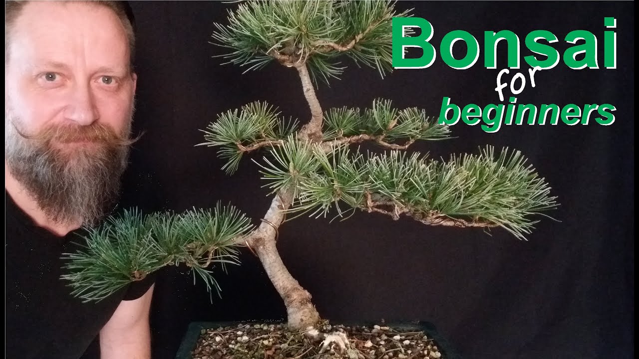 Mädchenkiefer-Bonsai- aus dem Baumarkt -nach 4 Jahre Gestaltung
