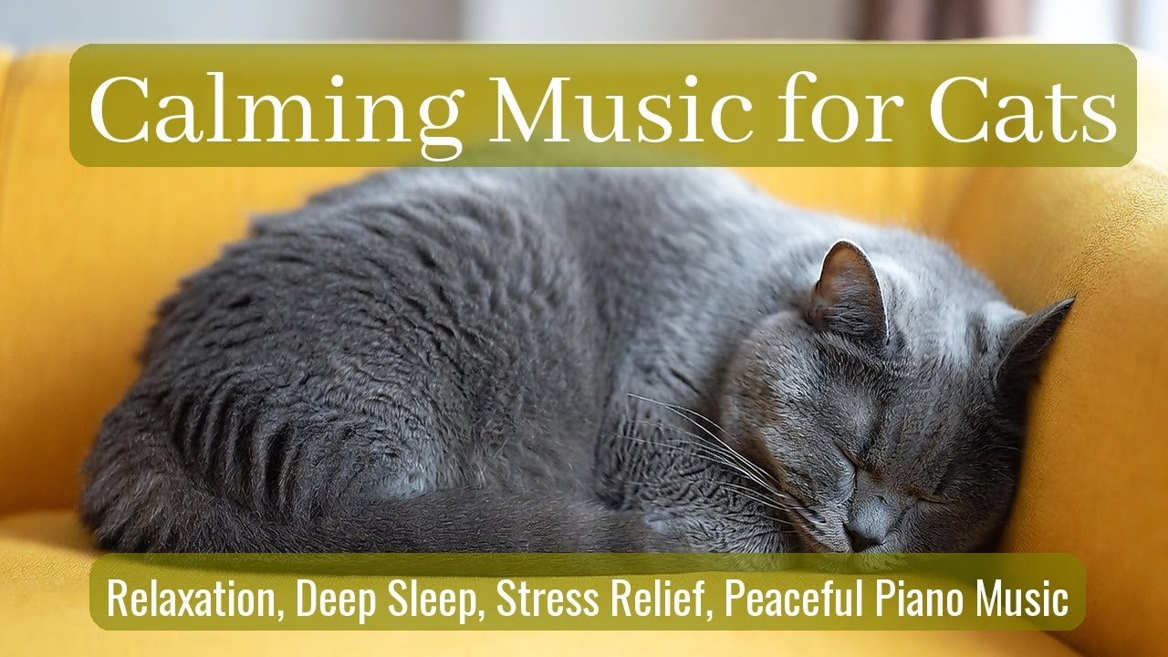 LIVE 😴 Calm Chill Beats for Cat Relaxation 🐱 | Season 32