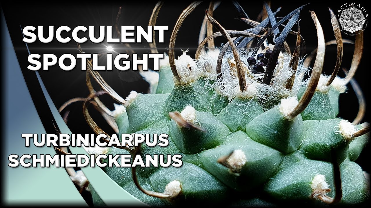 Succulent Spotlight - Turbinicarpus Schmiedickeanus  | #Cactus & #Succulent Collection
