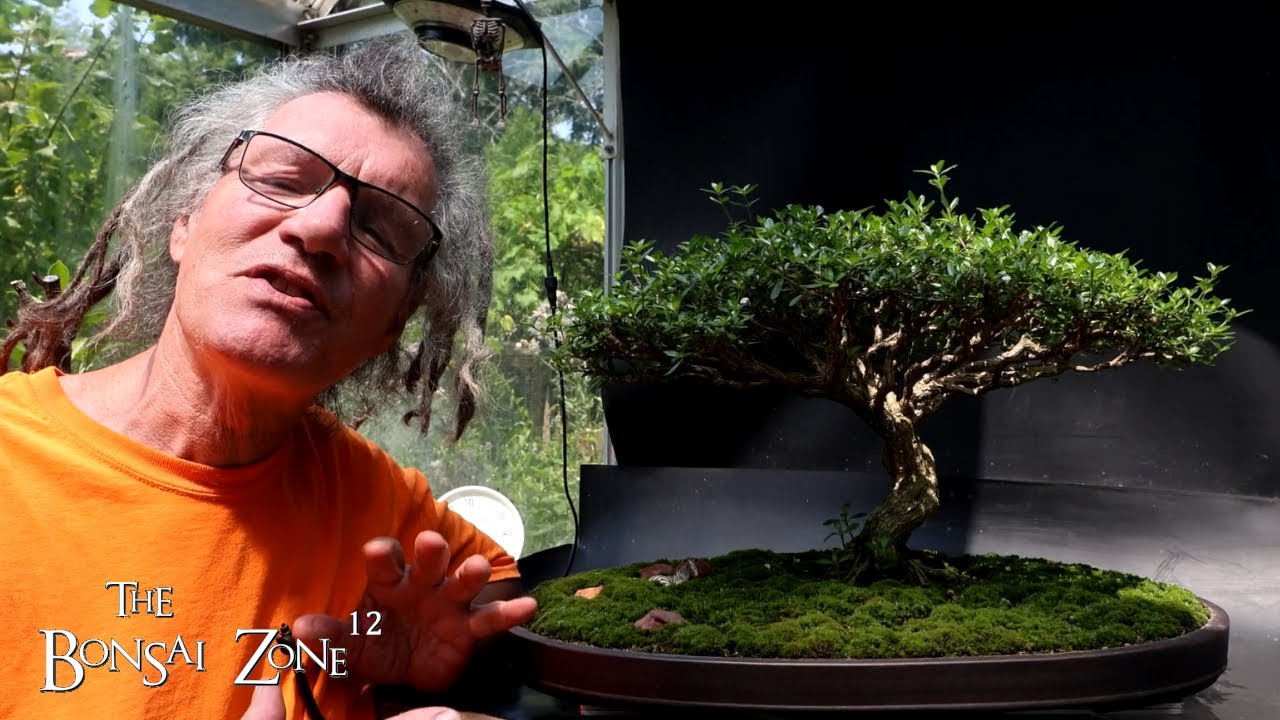 A Mid Summer Trim of My Serissa, The Bonsai Zone, July 2025