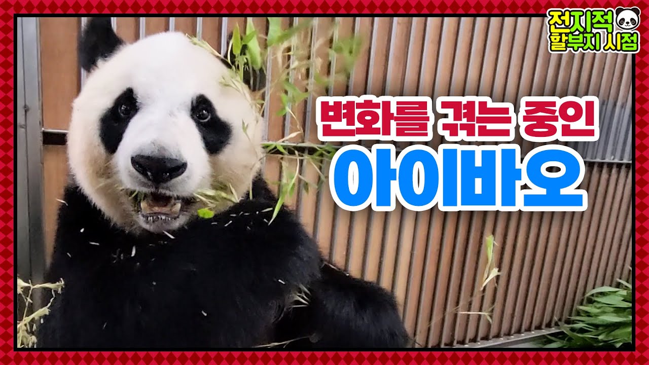 (SUB) Недавние изменения в Mommy Panda│ Panda World🐼