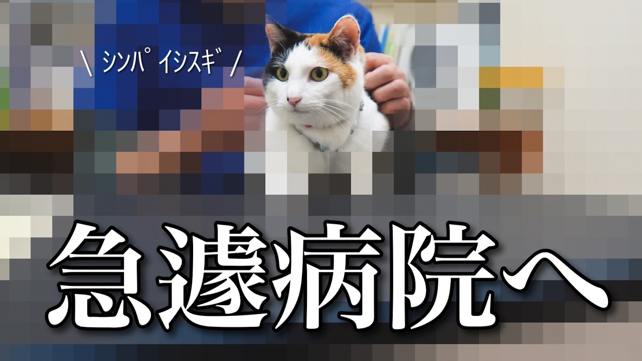 【元野良三毛猫】念のため病院へ…