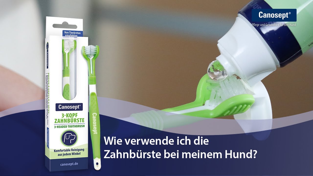 Canosept 3-Kopf-Zahnbürste: Wie verwende ich die Zahnbürste bei meinem Hund?