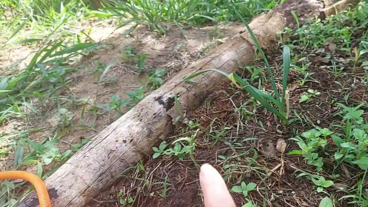 Como foi nosso feriado de carnaval/ Visitamos a chácara de uns amigos