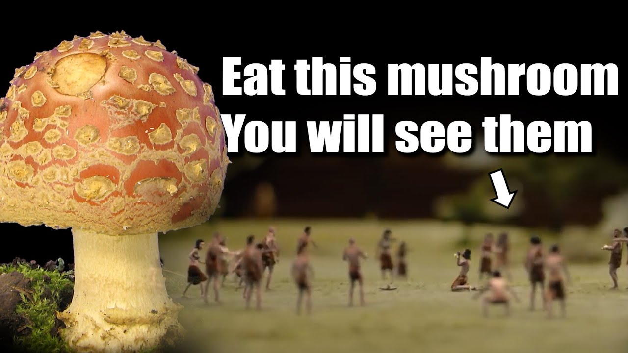 Why eating these mushrooms will make you see mysterious tiny people
