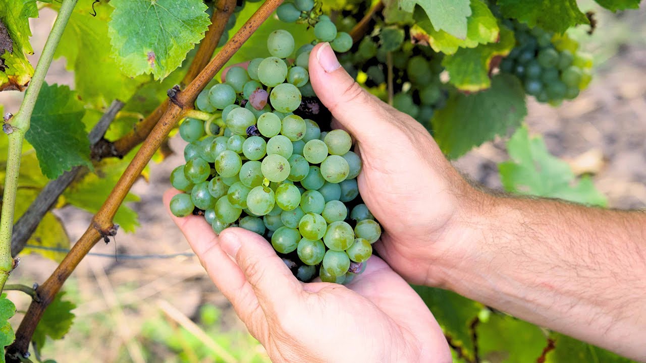 Anjou wines are hitting the right notes 🍇| Meet The Makers 👨‍🌾