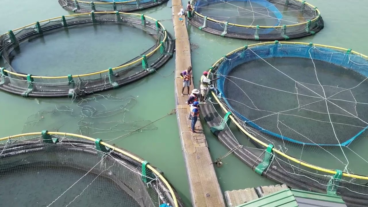 Aquaculture: Feeding the World, Saving our Planet. By Lilian Elekwachi, PhD