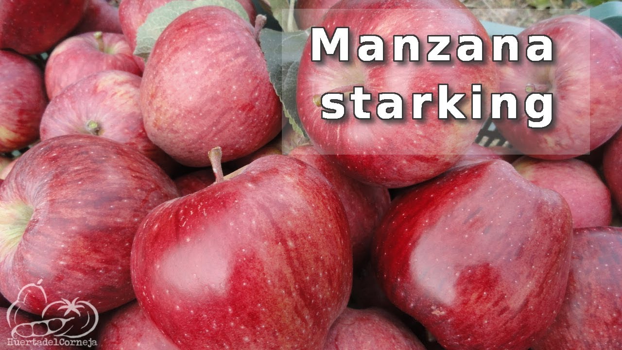 Manzana starking, la manzana roja rayada.