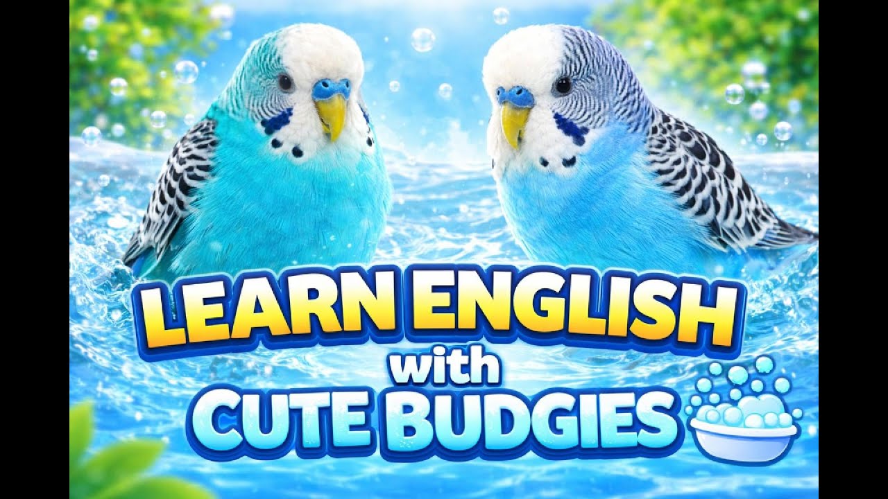 Learn English with Relaxing Budgie Bath Sounds 🐦💧 | Cute Birds