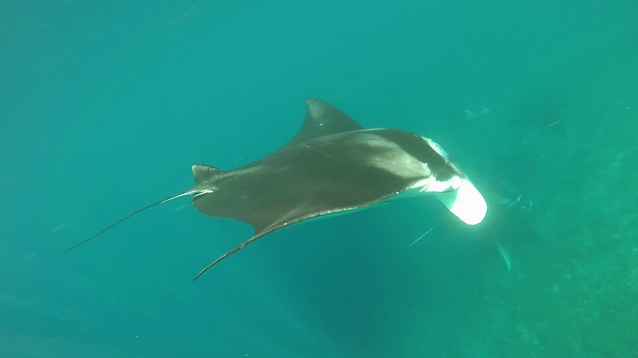 Raja Ampa December 2019. Underwater snorkeling.