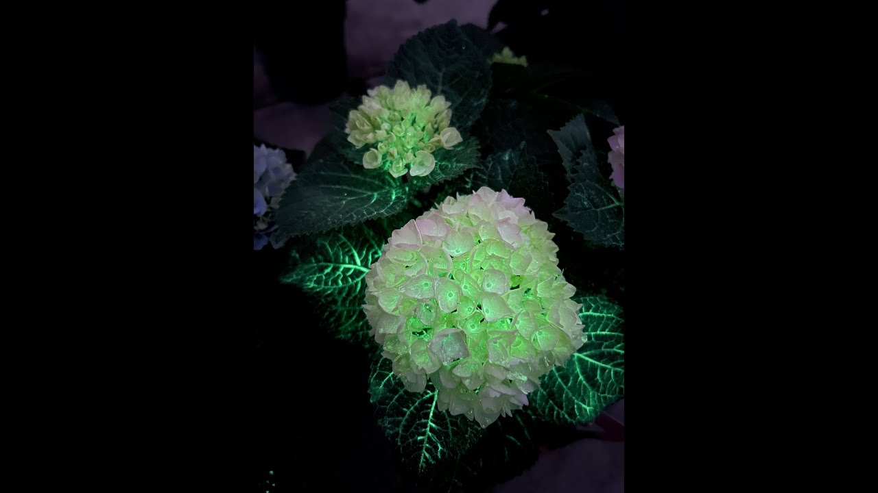 Glow in the dark hydrangea HOKO Breeding
