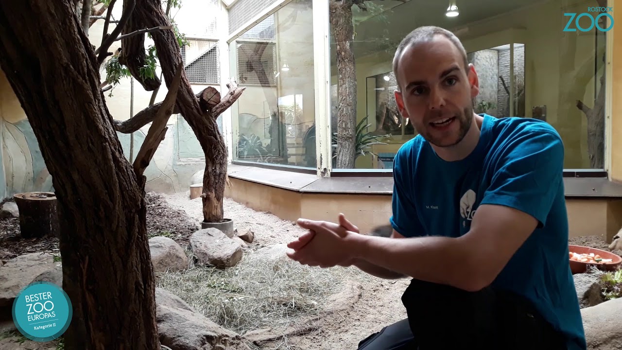 Zootier der Woche: Hutiaconga (Capromys pilorides)