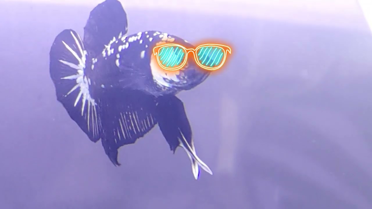 Black Avatar Mamba Betta 🐟 .. Local breeder but imported quality 🥰 | #bettahobbyist #blackavatar