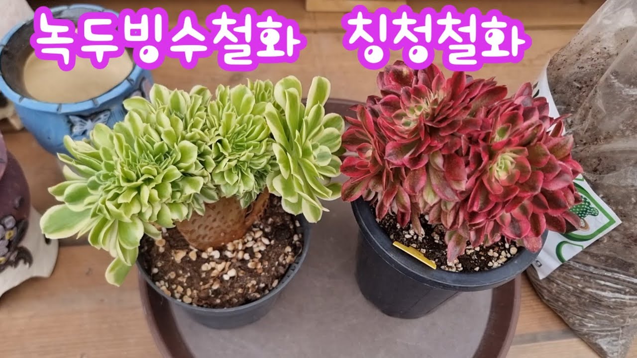 26.3.16 🌹다부진 녹두빙수철화와  칭청철화 분갈이해요🌹 #스피드다육 010-5248-5955 