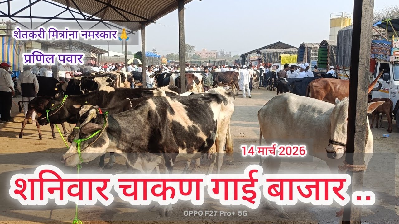 शनिवार चाकण गाय..बाजार.. 14 मार्च 2026.. Chakan  bail bazar.. Chakan..