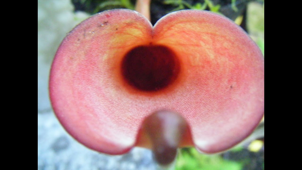 Rempotage et division des Heliamphora