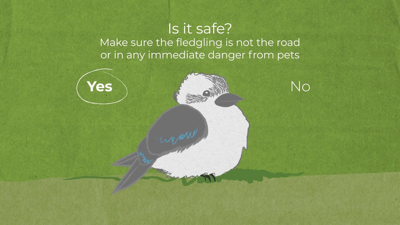HOW TO HELP A BABY BIRD