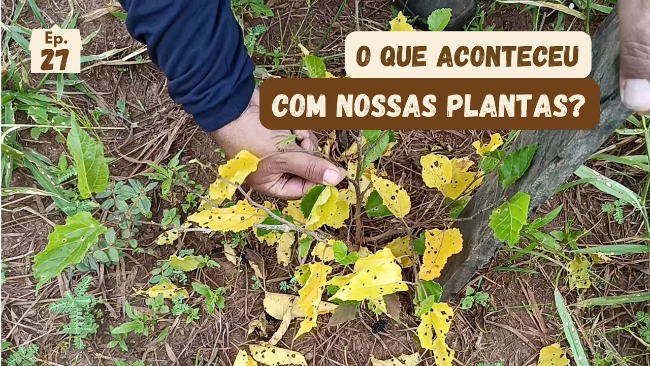 Passamos Mais Dois Fios de Arame… Mas Algo Aconteceu com Nossas Plantas