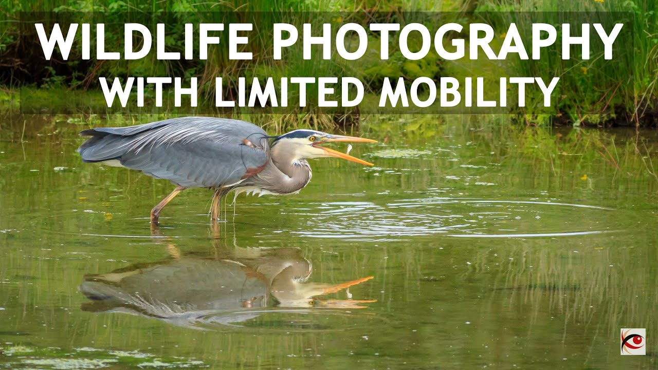 Wildlife Photography with Limited Mobility Using Gitzo Systematic Tripod and Fluid Gimbal Head