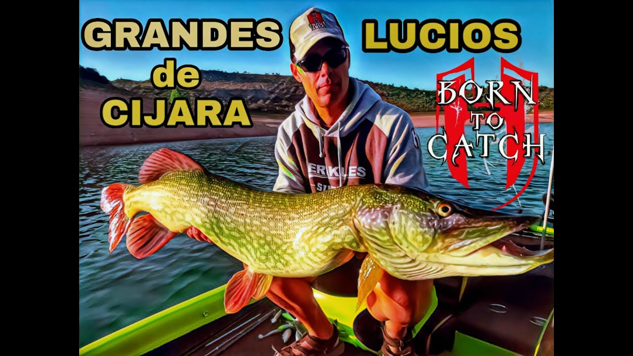 GRANDES LUCIOS DE CIJARA