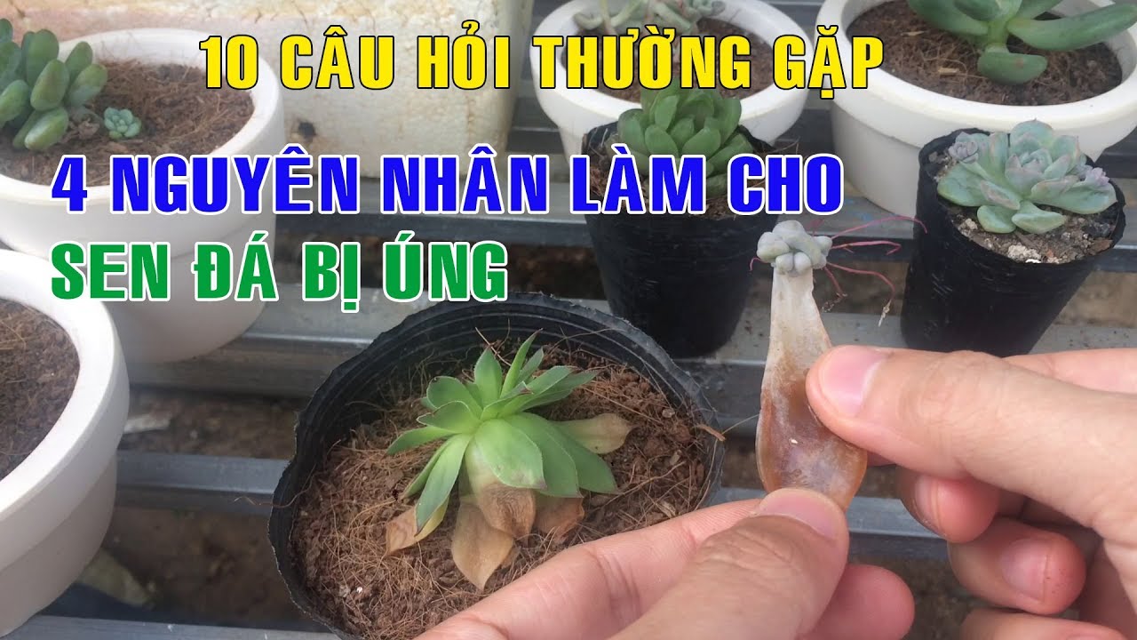 4 Nguyên Nhân Làm Sen Đá Bị Úng