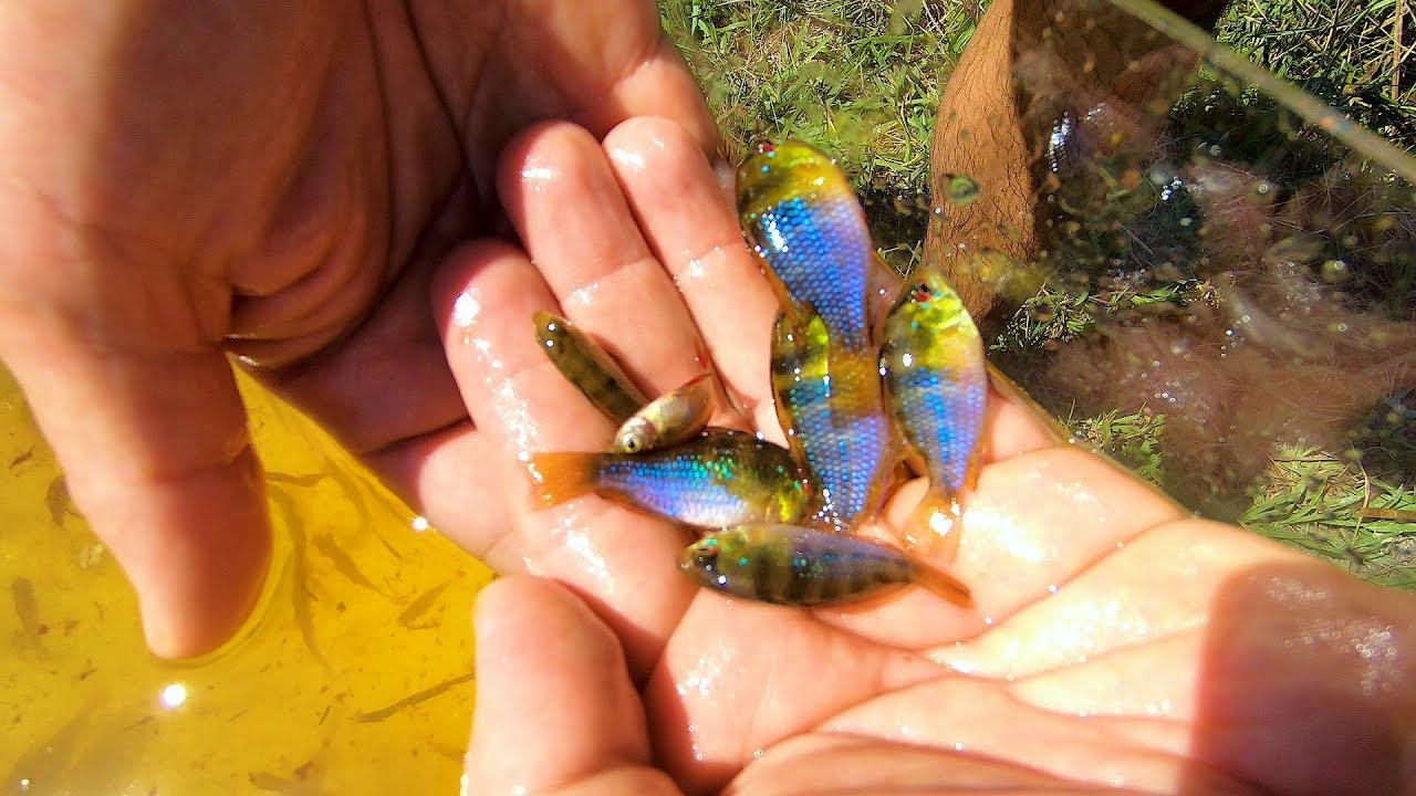 VEJAM OS INCRÍVEIS PEIXES ORNAMENTAIS QUE CAPTURAMOS - AQUÁRIO NATURAL