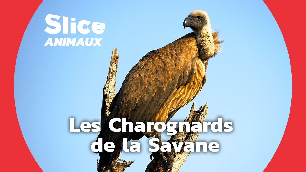 Vautours : Les Nettoyeurs de la Savane  I SLICE ANIMAUX