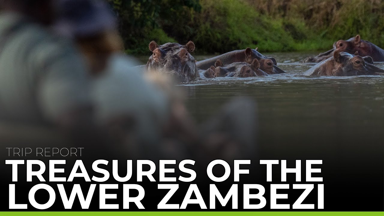 TRIP REPORT | Treasures of the Lower Zambezi