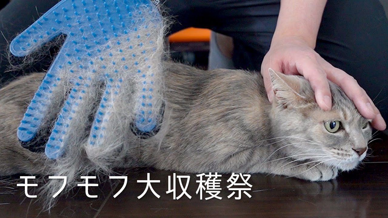 モフモフハンドと箱入り猫娘 | #モアクリ Vlog051