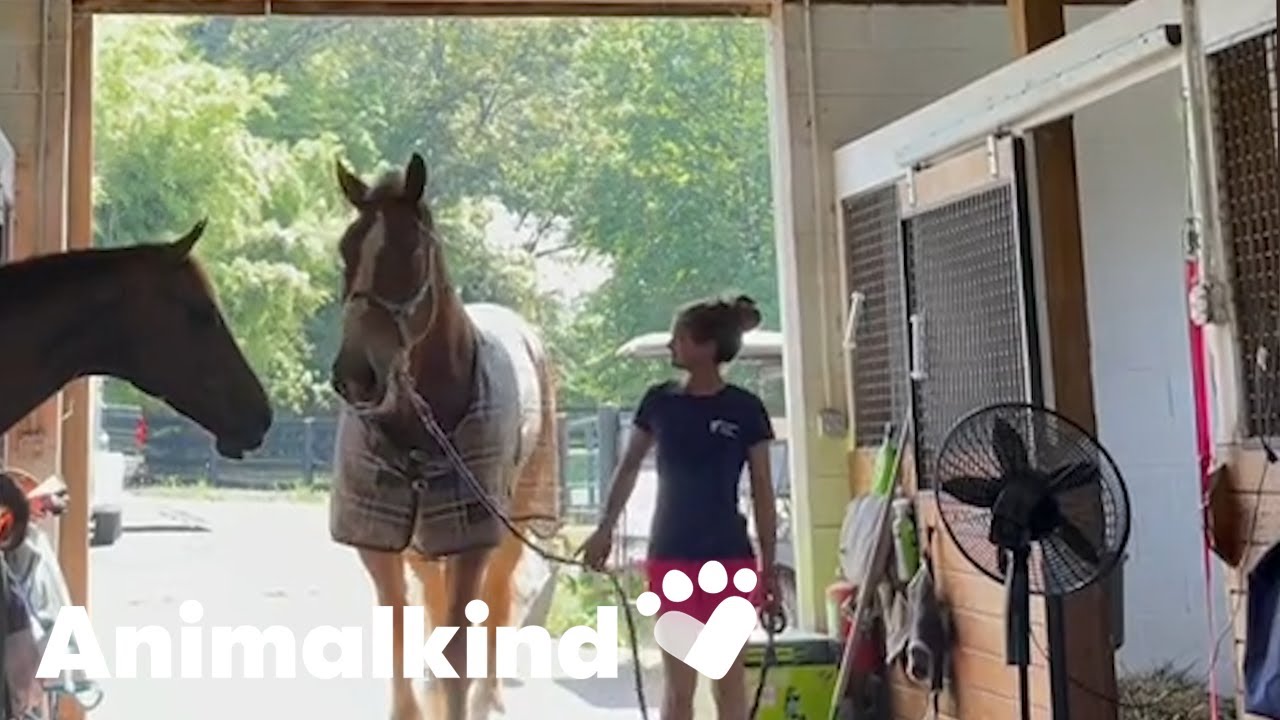 Couple rehabilitates even the toughest of horses | Animalkind