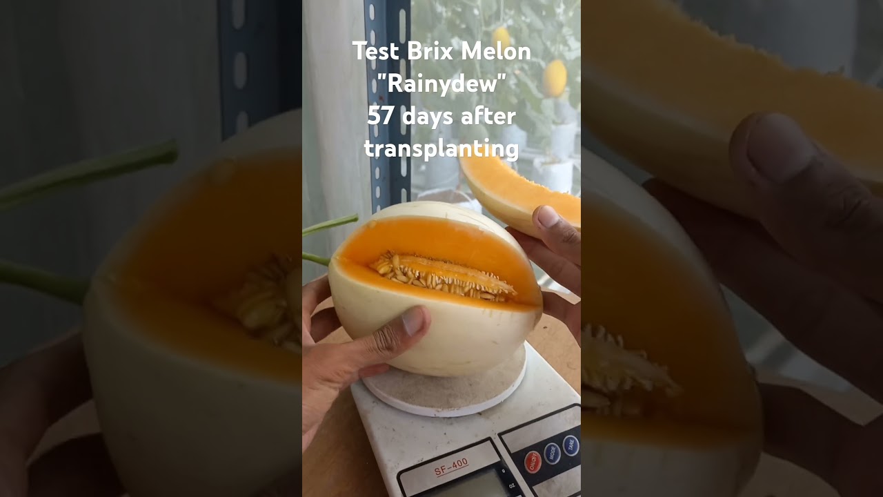 Rainydew Melon