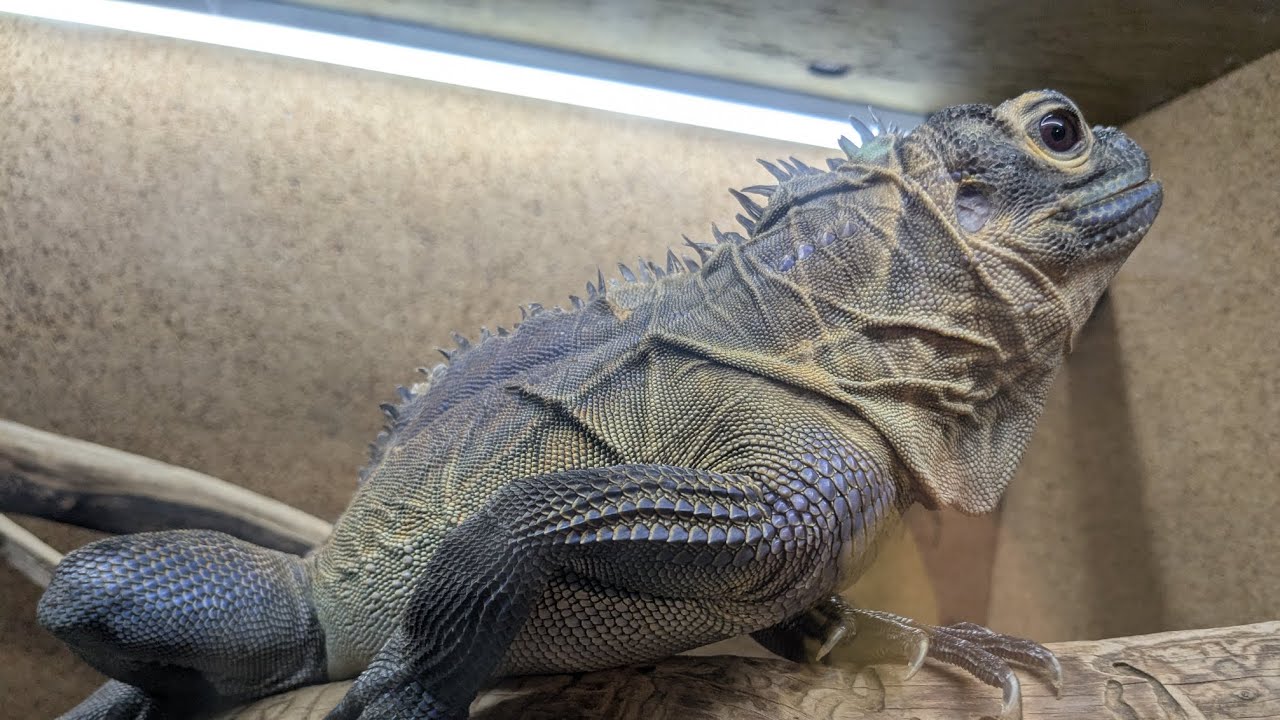 A Tour of Every Sailfin Dragon We Keep!