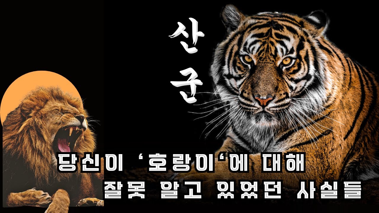 전 세계가 사랑하는 동물 1위! 왜 유독 '호랑이'에게 열광하는 걸까