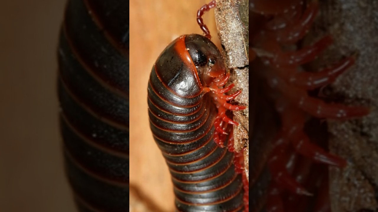 American Giant Millipede #nature #explore #youtubeshorts #wildlife #trending #animals #millipede