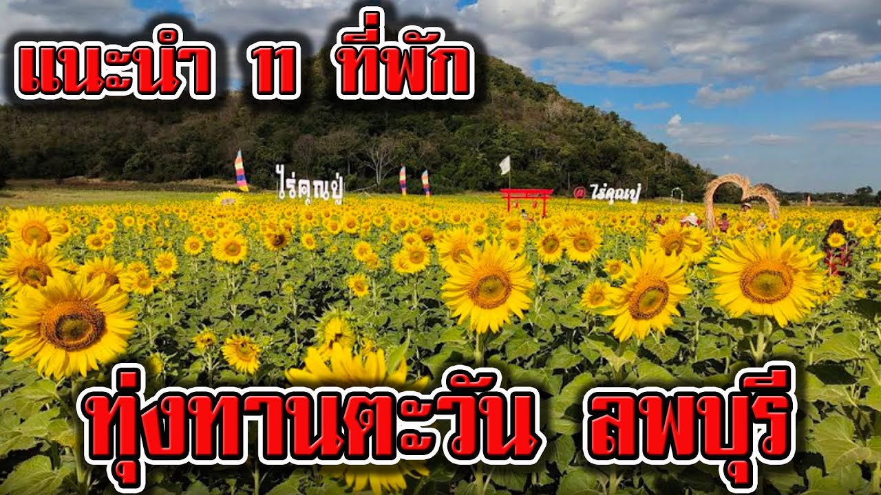 แนะนำ 11 ที่พัก ลพบุรี ใกล้ทุ่งทานตะวัน ใกล้เขื่อนป่าสัก | ที่พัก โรงแรม รีสอร์ท ใกล้ทุ่งทานตะวัน