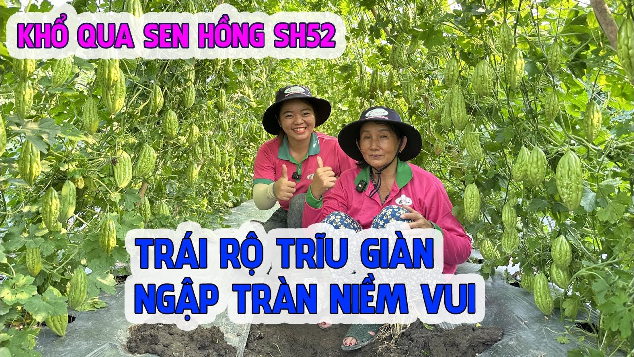 VÌ SAO BÀ CON VÀ BẠN HÀNG THƯƠNG LÁI LỰA CHỌN VÀ TIN DÙNG DÒNG KHỔ QUA SEN HỒNG SH52