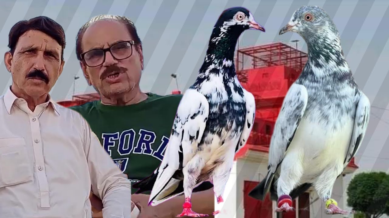 ustad Syed Munir Shah sab ki chat se pigeons shoq