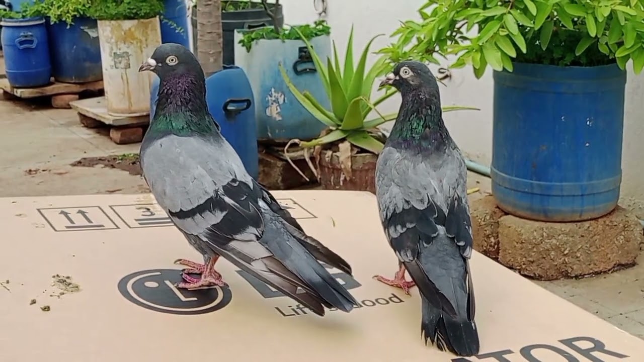 SABZA RECKDAAR AND DHOOMA RECKDAAR TUMBLER GERABAZE PIGEONS BANGALORE 9738551341