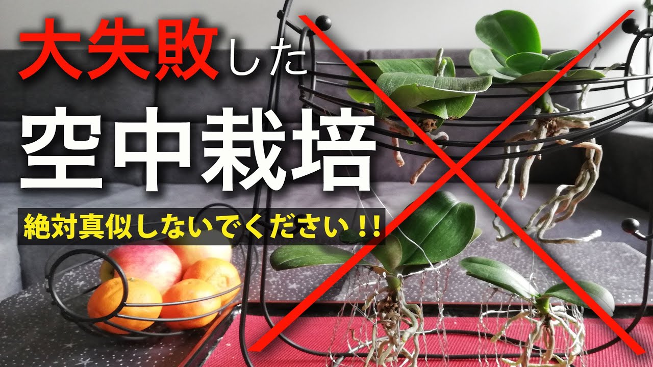 大失敗！我流の空中栽培