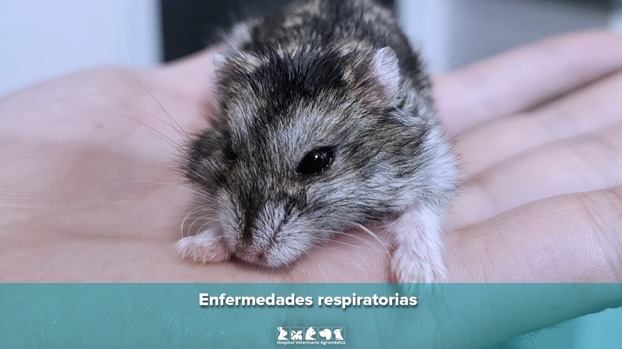 Enfermedades respiratorias más comunes en hámsteres