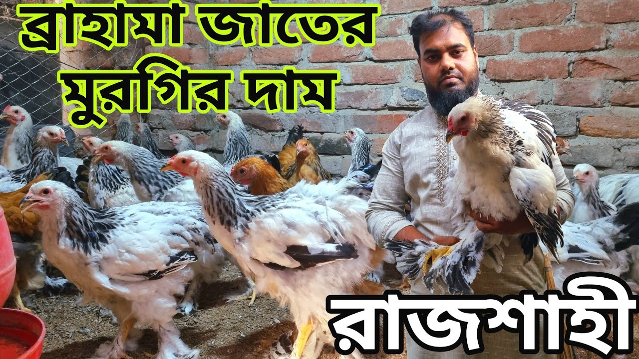 ব্রাহামা মুরগির দাম।